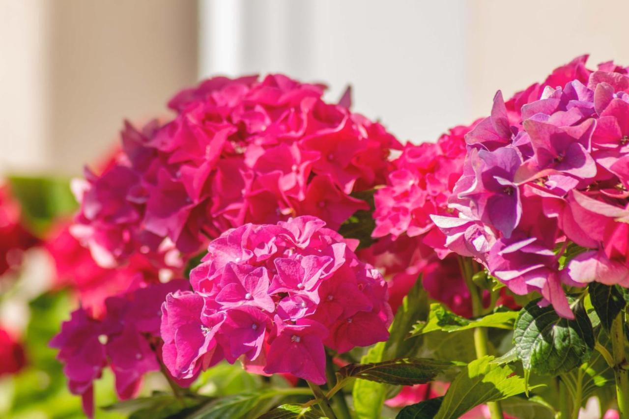 Hortensia Буйе Екстериор снимка