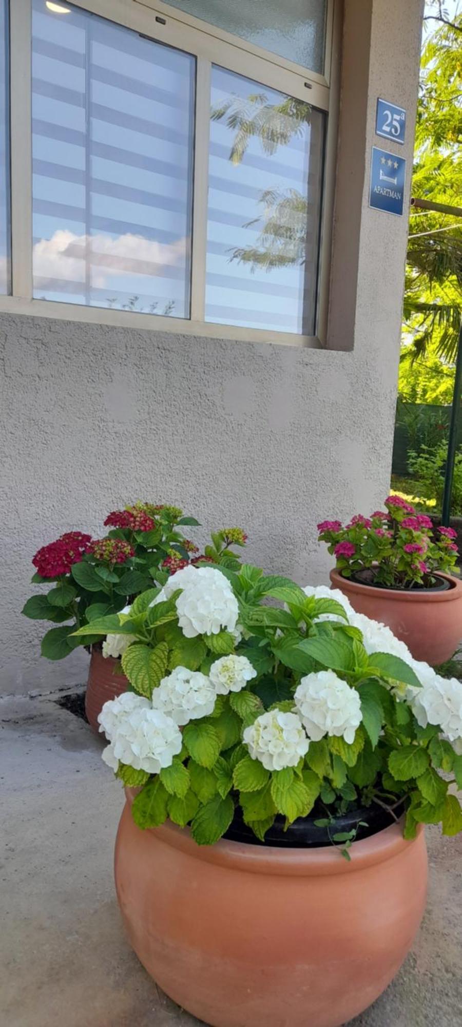 Hortensia Буйе Екстериор снимка